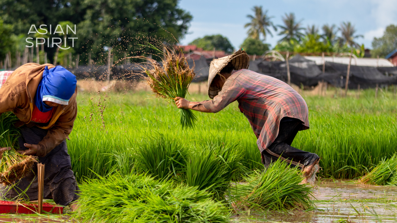 Durante el monzón, el verde lo inunda todo