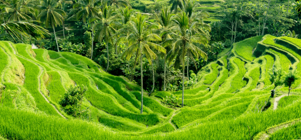 5 Planes Romanticos en el Sudeste Asiatico. - Arrozales en Ubud Bali - Asian Spirit